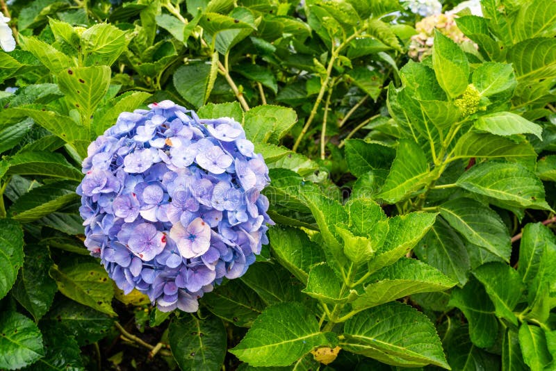 Blooming Hydrangea garden in architectural farm in Chiang Mai, Thailand stock image