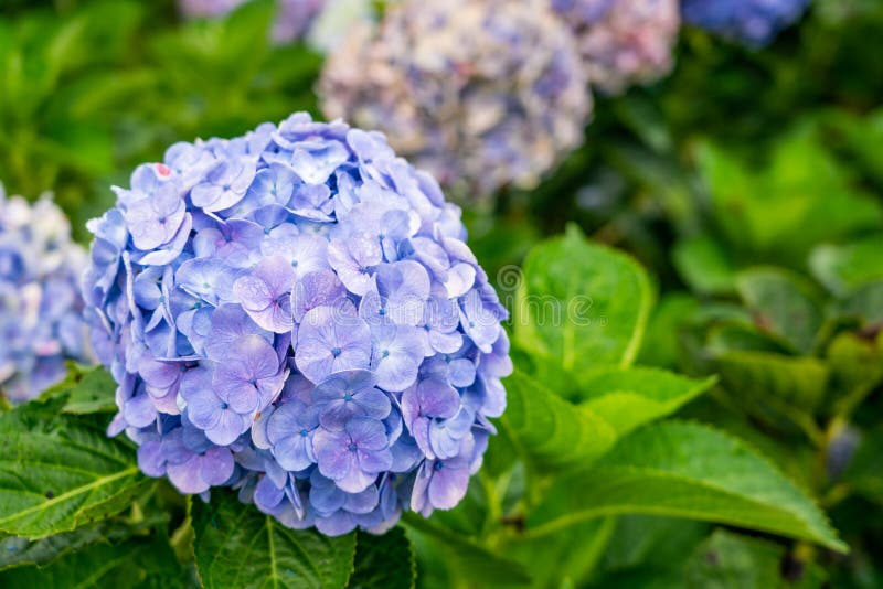 Blooming Hydrangea garden in architectural farm in Chiang Mai, Thailand stock photos