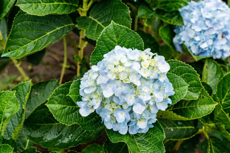 Blooming Hydrangea garden in architectural farm in Chiang Mai, Thailand stock photo