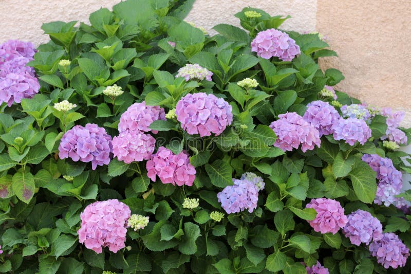 Blooming hydrangea on a house wall in summer stock photography