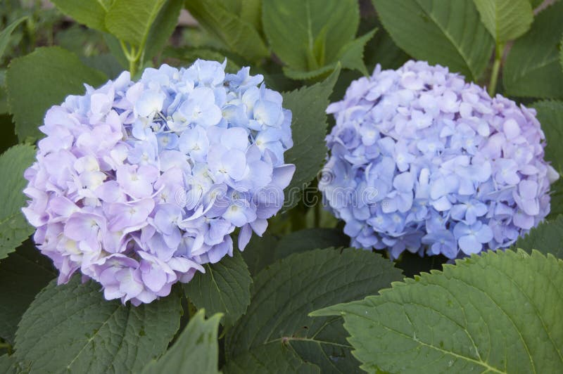 Blooming hydrangea - twoo inflorescences