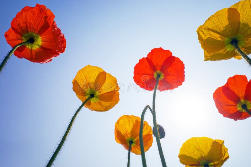 blooming icelandic poppies