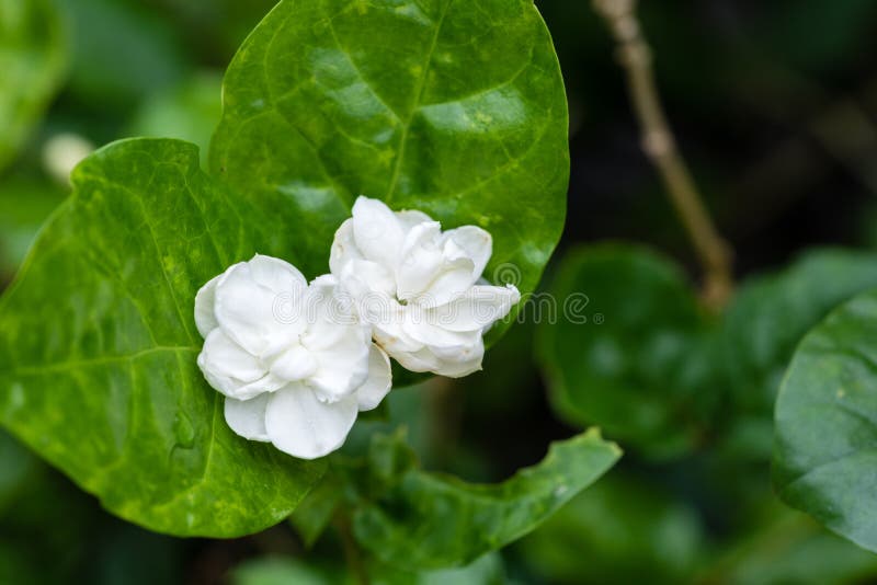 Blooming Jasmine Flower At Flower Garden Stock Image Image of macro