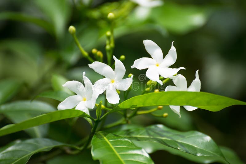 White Jasmine flowers close up Stock Photo by ©calvste 12013838