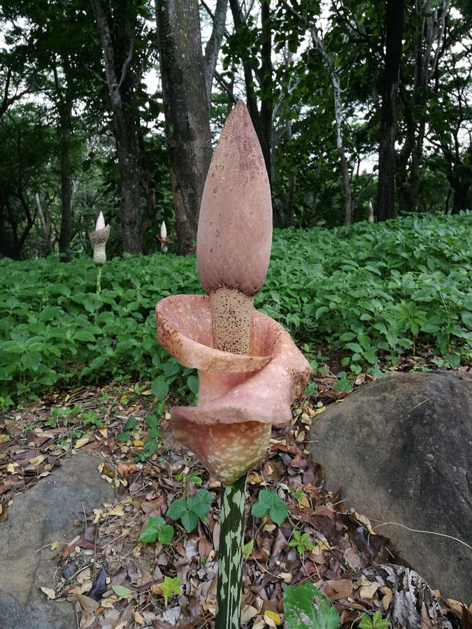 Blooming Kojac also known as konjaku, konnyaku potato, devil&x27;s tongue, voodoo lily, snake palm.