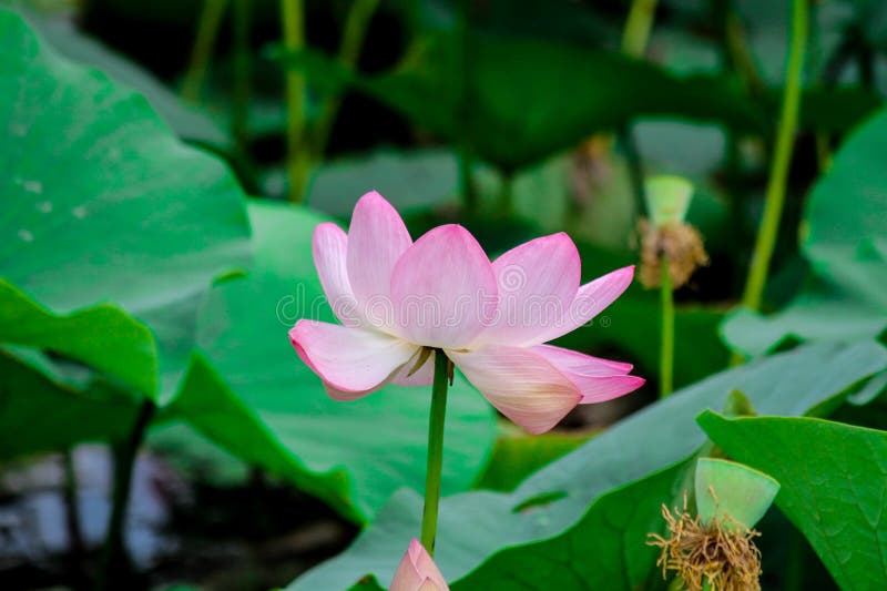 Blooming Large Pink Lotus Flower Opened on the Water Stock Photo - Image of  nature, blooming: 177759552
