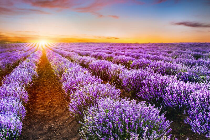 Blooming Lavender Field Under The Red Colors Of The Summer Sunse Stock