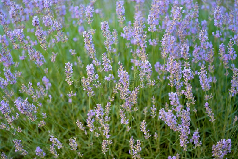 Blooming Lavender Growing in a Flower Bed in Summer Stock Photo Image