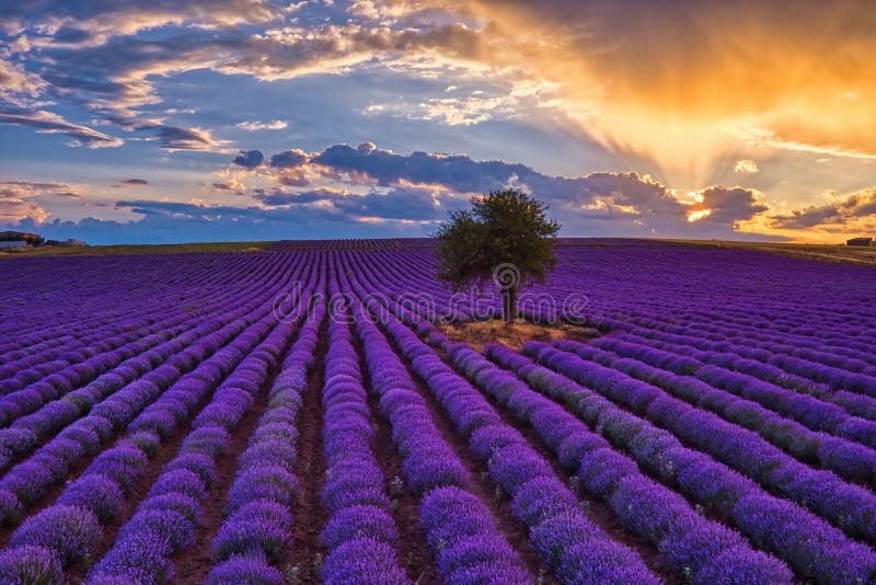 Blooming Lavender at Sunset Create a Stunningly Beautiful Landscape ...