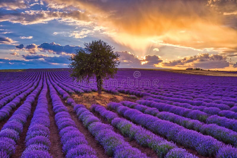 Blooming Lavender at Sunset Create a Stunningly Beautiful Landscape Stock  Photo - Image of fragrant, garden: 225569822