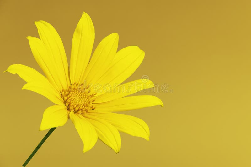 Blooming Leopard’s Bane flower -Doronicum austriacum with yellow background stock photos Blooming Leopard’s Bane flower -Doronicum austriacum with yellow background stock photos
