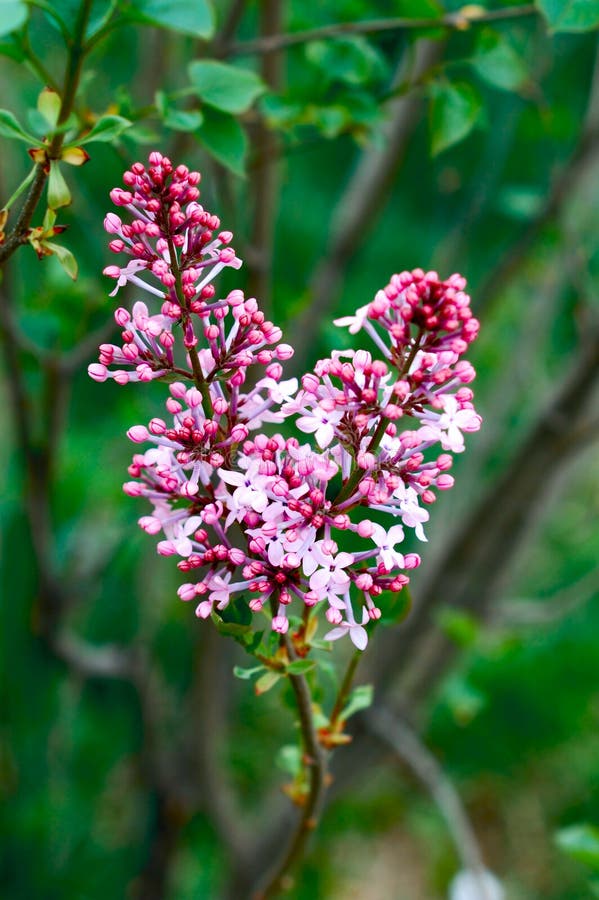 Blooming Lilac Flowers on the Old Wood. Stock Image Image of spring