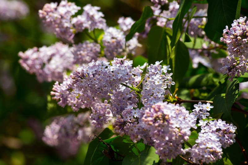 Clusters of Lilac Flowers in the Spring Close-up Stock Photo - Image of ...