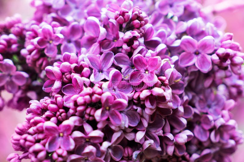 Blooming lilac flowers stock image. Image of colorful 164666461
