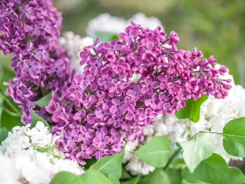 Blooming Lilac Flowers on the Old Wood. Stock Image Image of spring