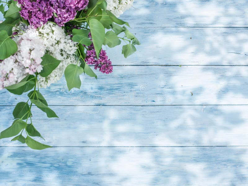 Blooming Lilac Flowers on the Old Wood. Stock Image Image of spring
