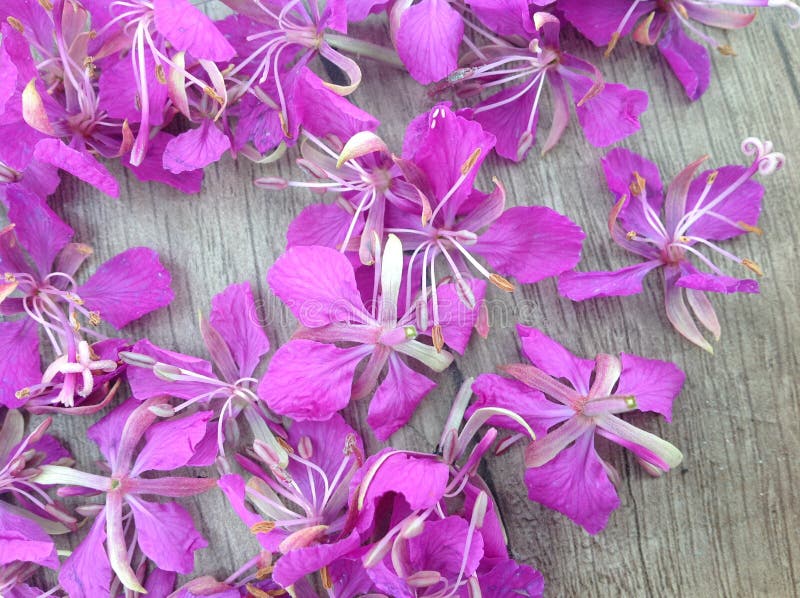Blooming lilac willow herb Ivan tea on a wooden surface royalty free stock photography Blooming lilac willow herb Ivan tea on a wooden surface royalty free stock photography
