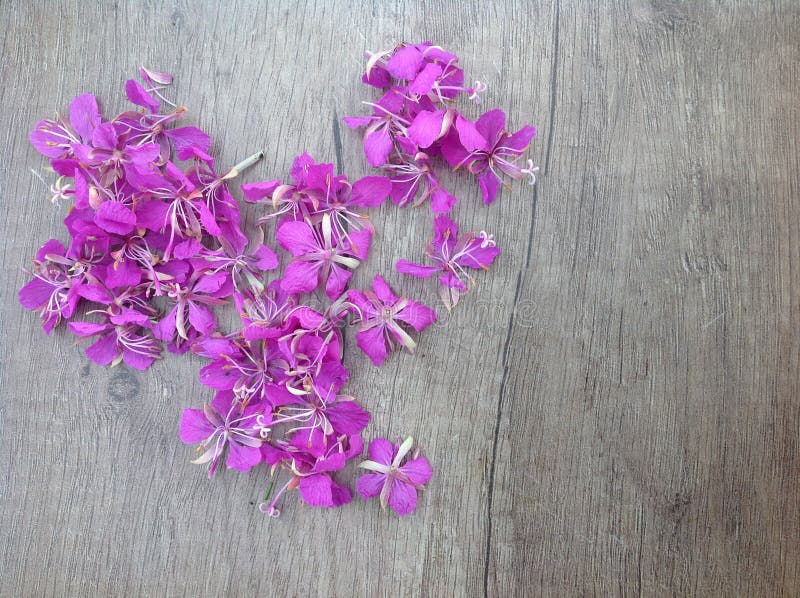 Blooming lilac willow herb Ivan tea on a wooden surface royalty free stock image Blooming lilac willow herb Ivan tea on a wooden surface royalty free stock image