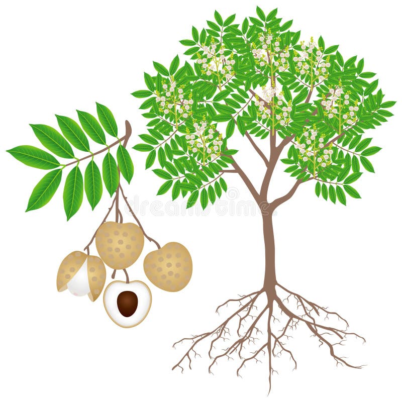 Système racinaire des arbres fruitiers Longan