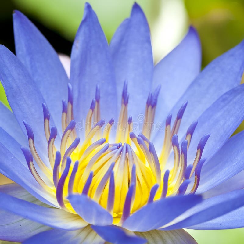 Blooming lotus