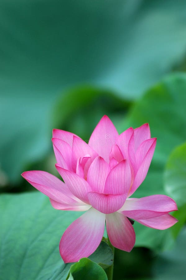 Blooming lotus flower