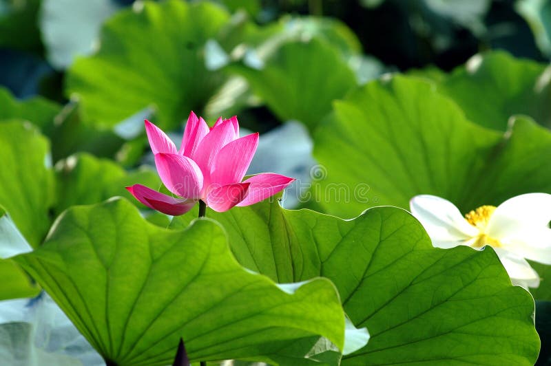 Blooming lotus flower