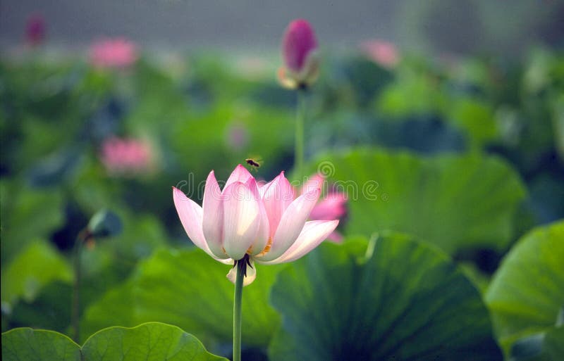 Blooming lotus flower