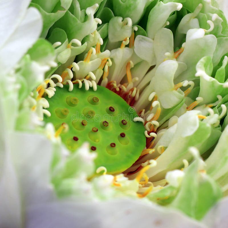 Blooming lotus flower