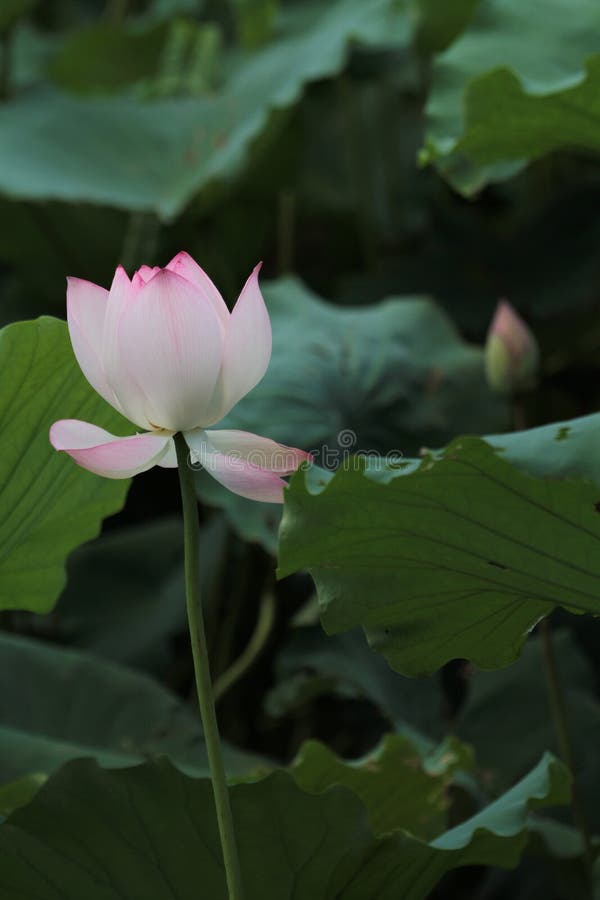 Blooming Lotus Flower and Lotus Flower Plants Stock Image Image of