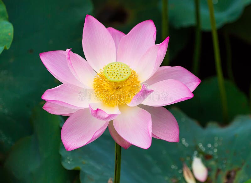 Blooming lotus flower stock photo. Image of beautiful 109525390