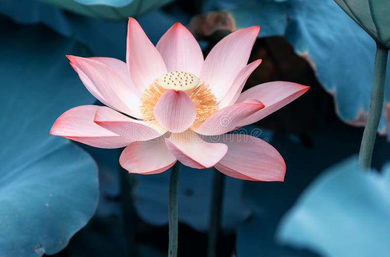 Blooming lotus flower stock photo. Image of bloom, floret 71481274