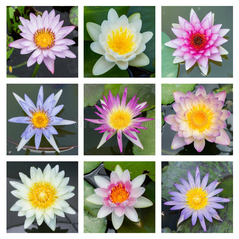 Blooming lotus flower - set 2