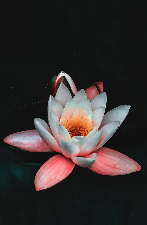 Blooming Lotus Water Lily Flower Close Up Floating As Botanical Floral Wallpaper Background with Copy Space for Text Lotos Plant Stock Photo - Image of bright, lotus: 191943192 Blooming Lotus Water Lily Flower Close Up Floating As Botanical Floral Wallpaper Background with Copy Space for Text Lotos Plant Stock Photo - Image of bright, lotus: 191943192