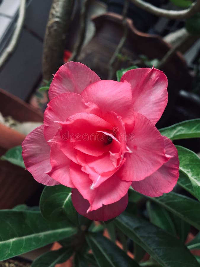 Magnificent Pink Adenium Flower Stock Photos - Free & Royalty-Free ...