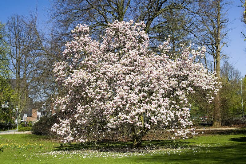 124 Magnolia Rosa Stock Photos - Free & Royalty-Free Stock Photos from  Dreamstime