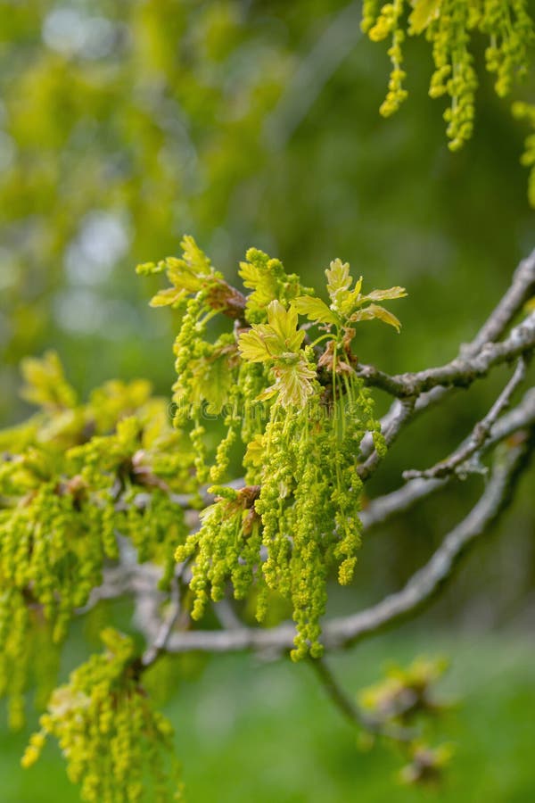 Blooming Male Flowers of an Oak Tree (Genus Quercus). Stock Image