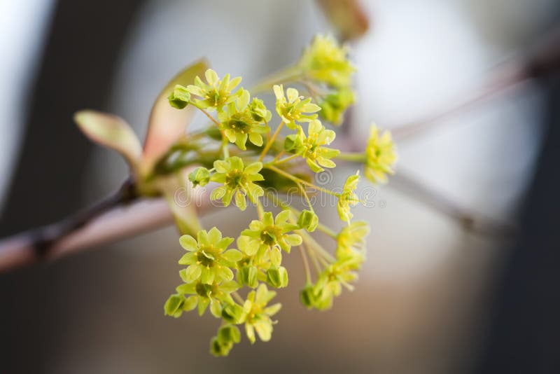Blooming Maple. Tree Branch with Yellow Flowers. Soft Focus. Spring