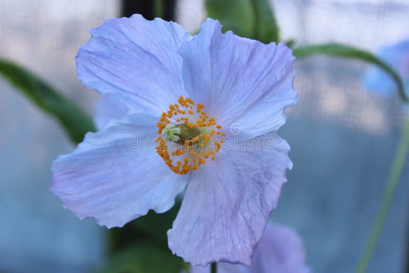 Rare and Beautiful Himalayan Blue Poppies Stock Image Image of poppies, bloom 113797161