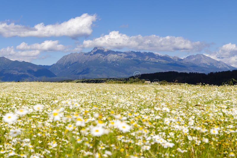 Rozkvetlá louka s Vysokými Tatrami, Slovensko