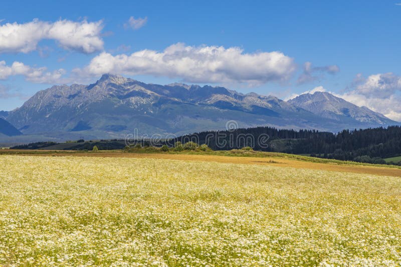 Rozkvitnutá lúka s Vysokými Tatrami, Slovensko