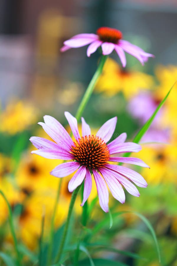 Blooming Medicinal Herb Echinacea Purpurea or Coneflower Stock Photo