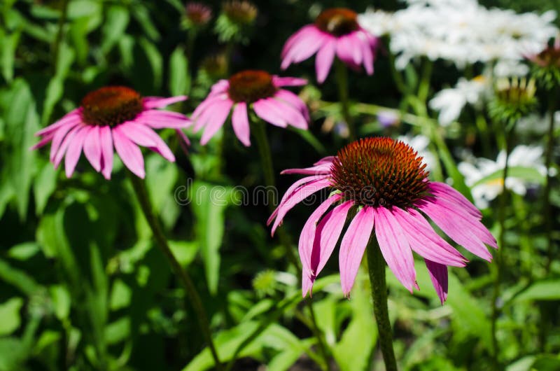 Blooming Medicinal Herb Echinacea Purpurea or Coneflower, Selective