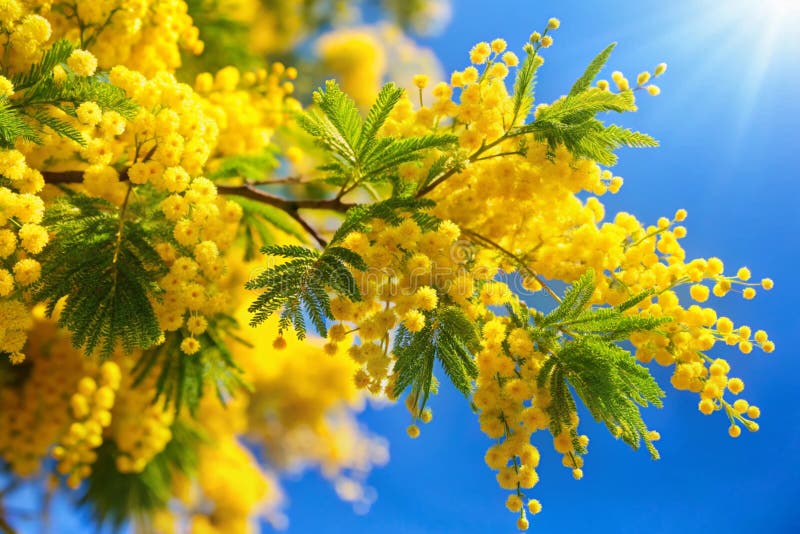 Blooming Mimosa Tree in Spring Sky for Easter Celebration stock illustrationer