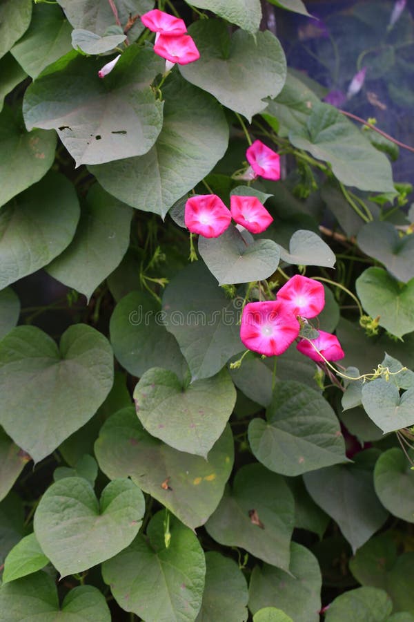 Blooming Morning Glory Vine Stock Image Image of vitality, natural
