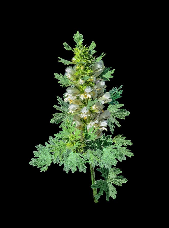 Blooming motherwort or Leonurus cardiaca on a black background i royalty free stock images Blooming motherwort or Leonurus cardiaca on a black background i royalty free stock images
