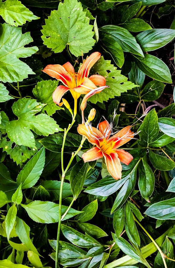 Colorful blooming lilies stock image. Image of grass 112022451