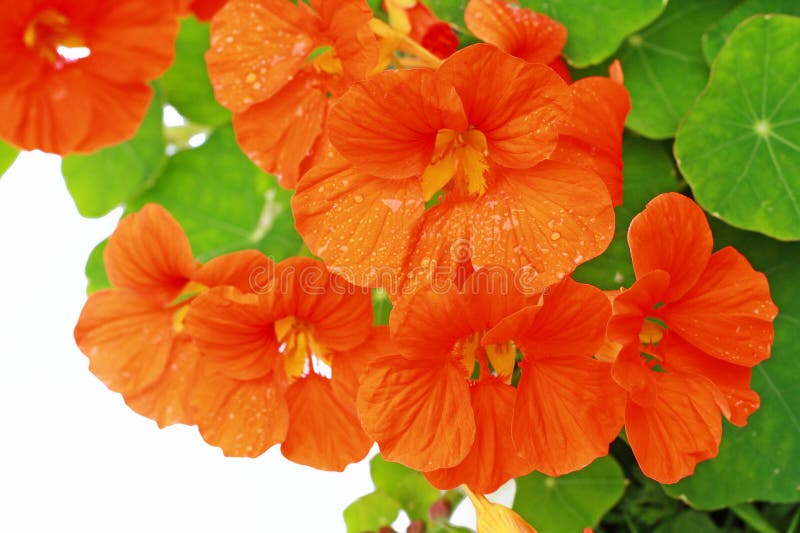 Blooming nasturtium in the garden