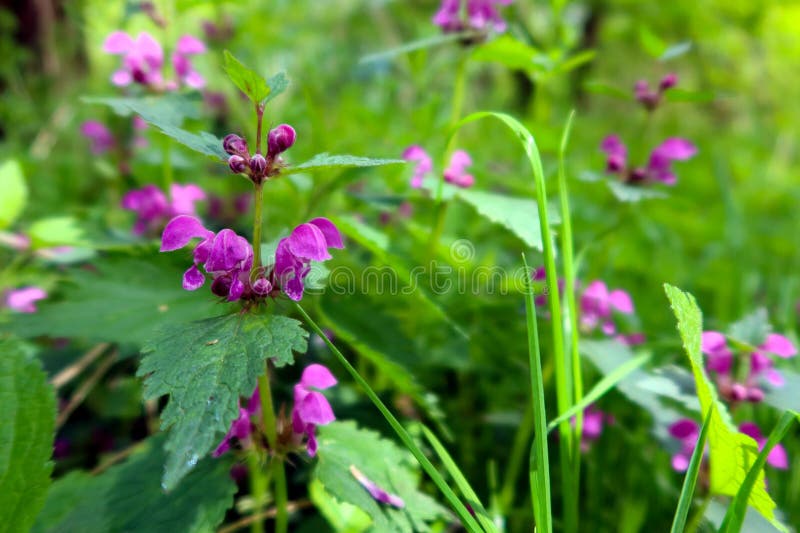 Blooming Nettle. Urtica Dioica Stock Photo - Image of flower, urtica ...