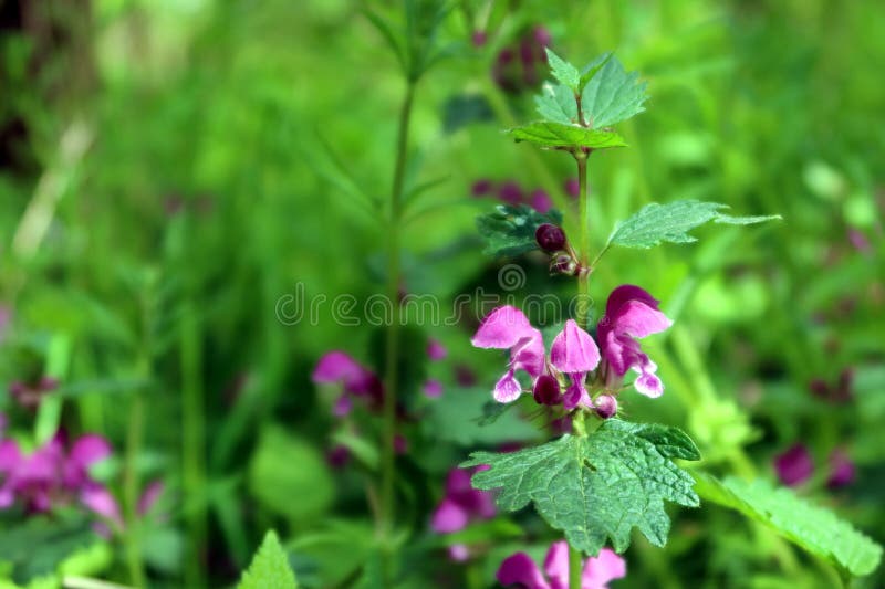 Blooming Nettle. Urtica Dioica Stock Photo - Image of violet, macro ...