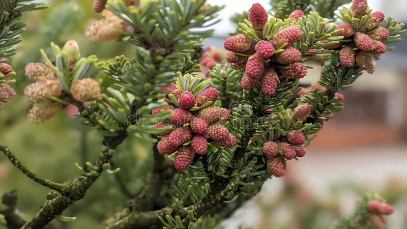 203 Abies Nordmanniana Stock Photos - Free & Royalty-Free 203 Abies Nordmanniana Stock Photos - Free & Royalty-Free
